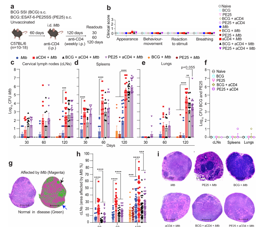 Figure. Vaccination prevents Mtb spread to the lung without reducing lymphatic burden.