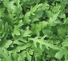 Arugula.png