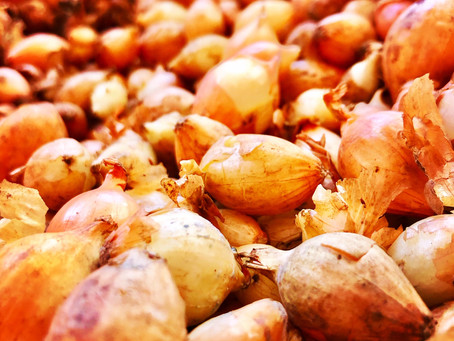 How to Grow Onions from Sets