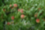 Peaches