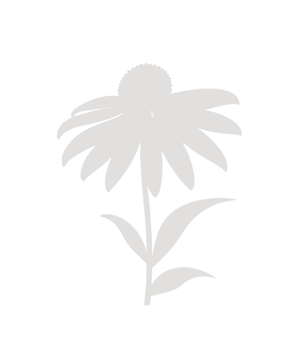 plants-_Echinacea.png
