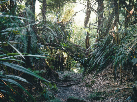La Réunion - Jour 2 du gîte de la Roche-Ecrite à Dos d'Âne