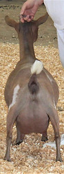 PennyRear.jpeg
