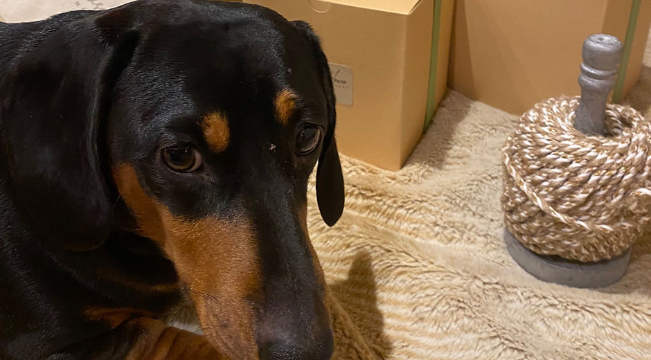 Dachshund by boxes of handcrafted eco friendly beeswax melts