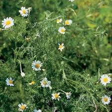 This weeks featured plant: Roman Chamomile (Chamaemelum nobile) Zone 4-9