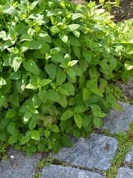 This weeks feature plant: Lemon Balm (Melissa officinalis) Zone 4-9