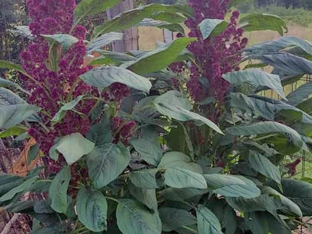 Featured plant: Amaranth 'Elephant Head' (- Amaranthus gangeticus. )