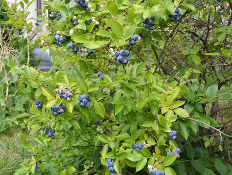 This weeks featured plant: Blueberry (Vaccinium corymbosum) Zone 2-8