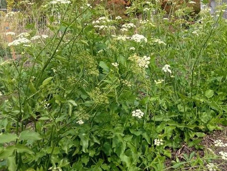 Featured Plant: Skirret (Sium Sisarum)
