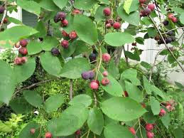 This weeks featured plant: Serviceberry ( Amelanchier canadensis) Zone 2-8
