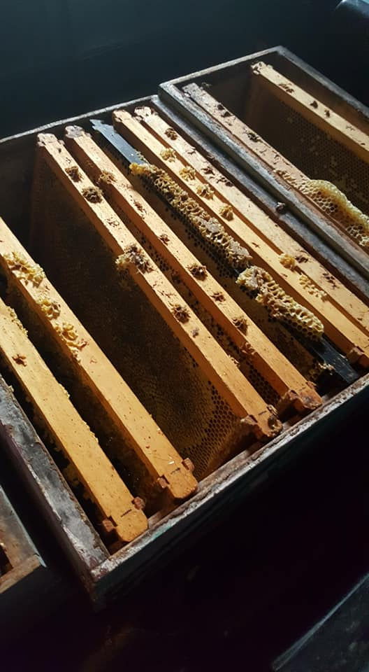 Honey waiting to be extracted