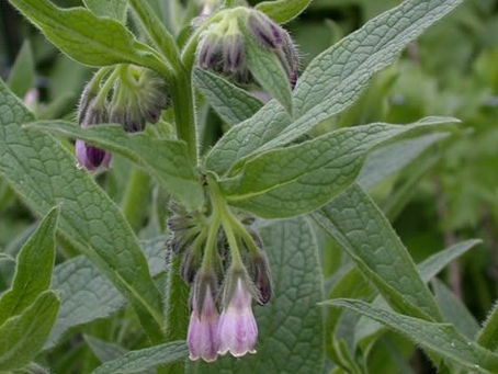 Feartured Plant: Common Comfrey (Symphytum officinale) zone 3-9