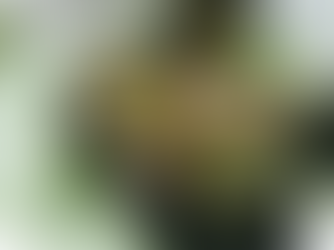 Brokoliyi Böyle Denemediysen Çok Şey Kaçırdın: Bezelye Soslu Brokoli