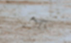 Broad-billed Sandpiper, the star of the show.