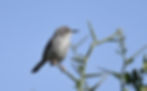 Maasai Apalis, sentinel of the Whistling Acacias