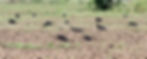 Abdim's Storks making quick work of the field's arthropods