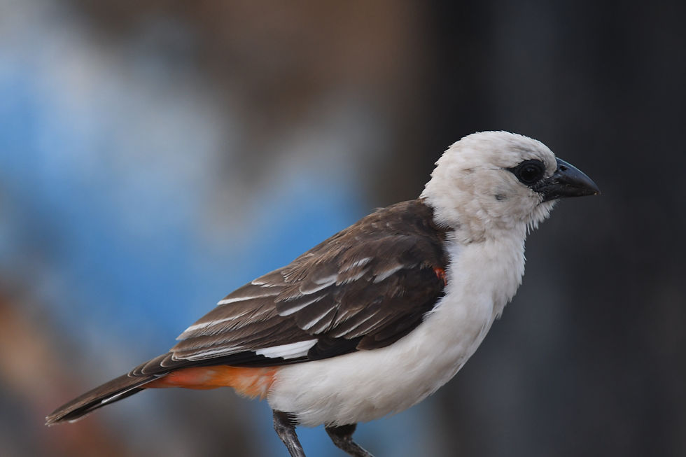 White-headed Buffalo-Weavers were common in the region