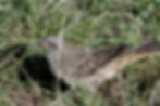 The funky looking Rufous-tailed Weaver