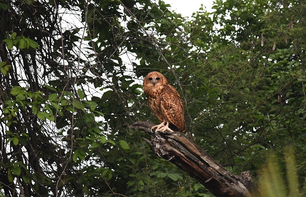The mighty Pel's Fishing Owl