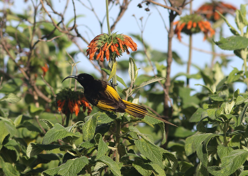 The top notch Golden-winged Sunbird - Tim Snieder