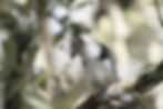 The inestimable Grey-crested Helmetshrike
