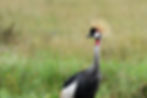 Grey Crowned-Crane is always a show stopper.