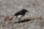 Confiding Abyssinian Wheatear