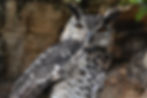 Cape Eagle-Owl