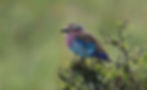 Lilac-breasted Roller putting on a show just before the Rhino!