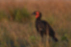 Southern Ground-Hornbill at first light.