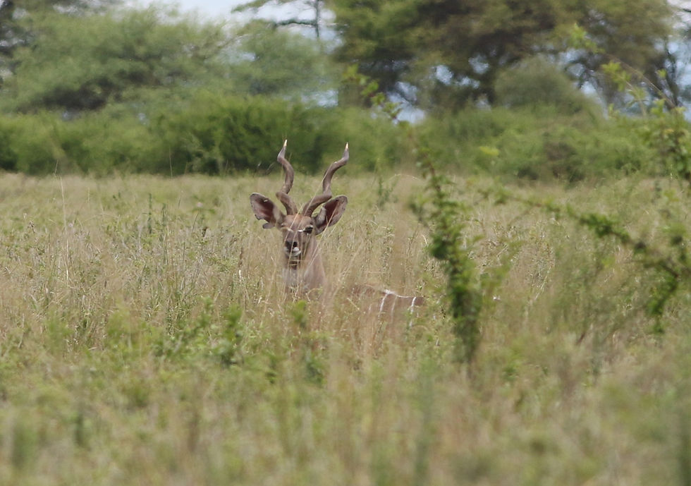 Lesser Kudu, the apple of my child eye.