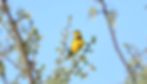 The snazzy Golden Pipit