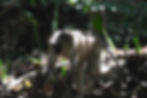 Tana River Crested Mangabey prowling the forest floor