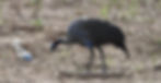 Vulturine Guineafowl