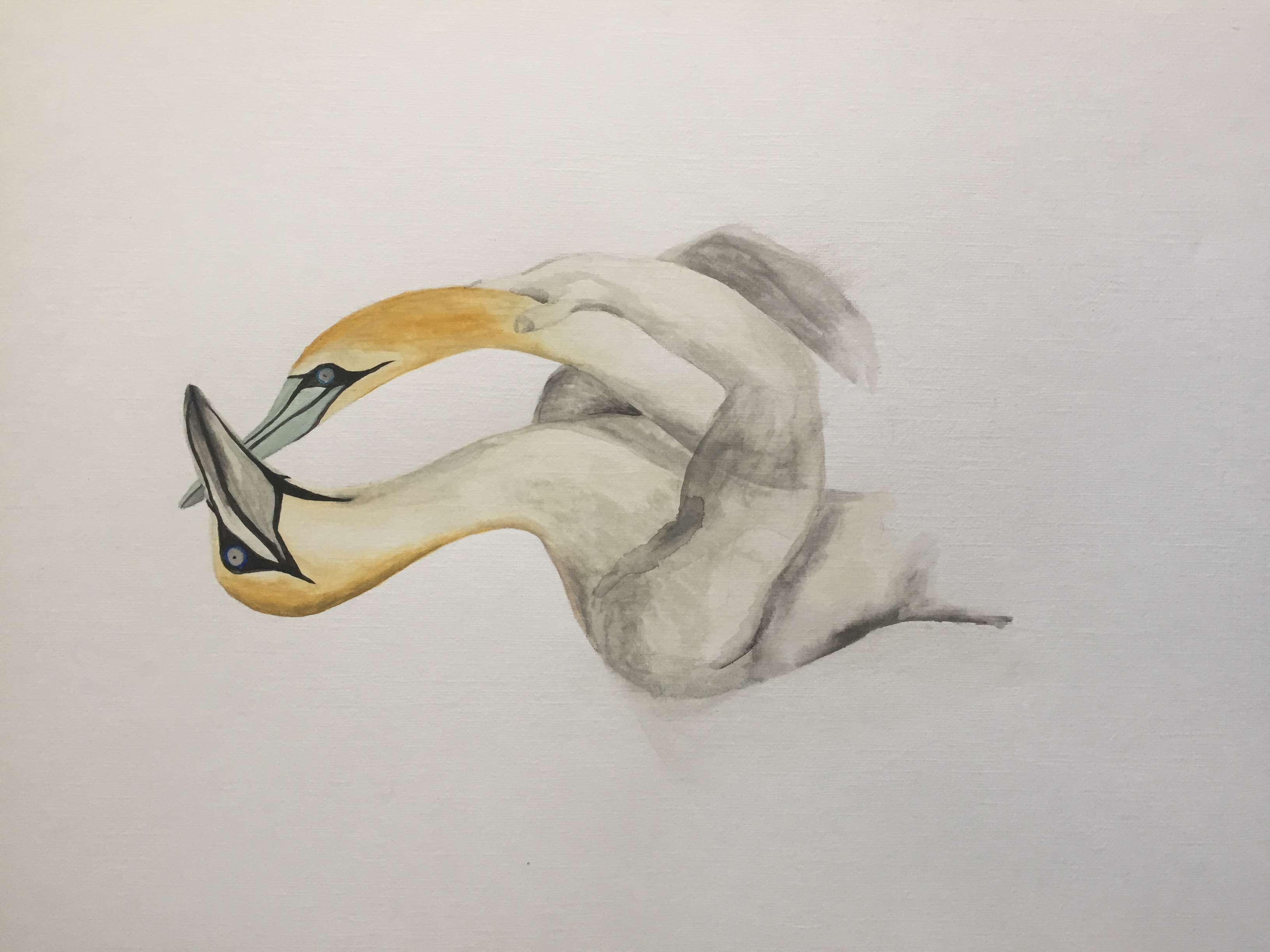 Watercolour Gannets