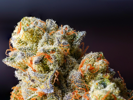 What Is Exotic THCa Flower? Traits, Quality & Where to Buy