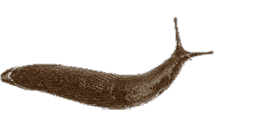 slug.gif