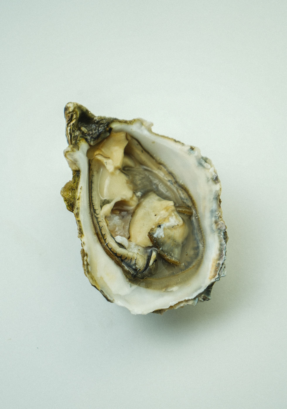 Miniatura: Ostión (12pz)