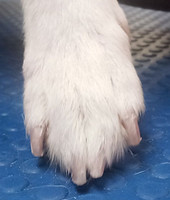 NailsAfter.jpg