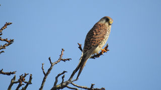        Der Turmfalke (Falco tinnunculus)