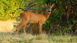 Reh auf einer Waldlichtung (Bock)