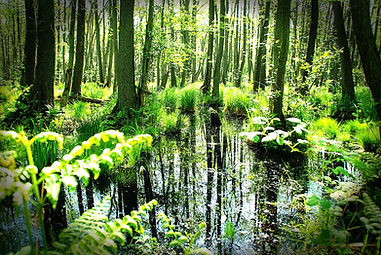 Dichter grüner Wald, Bäume spiegeln sich im Wasser, NP Vorpommersche-Boddenlandschaft.