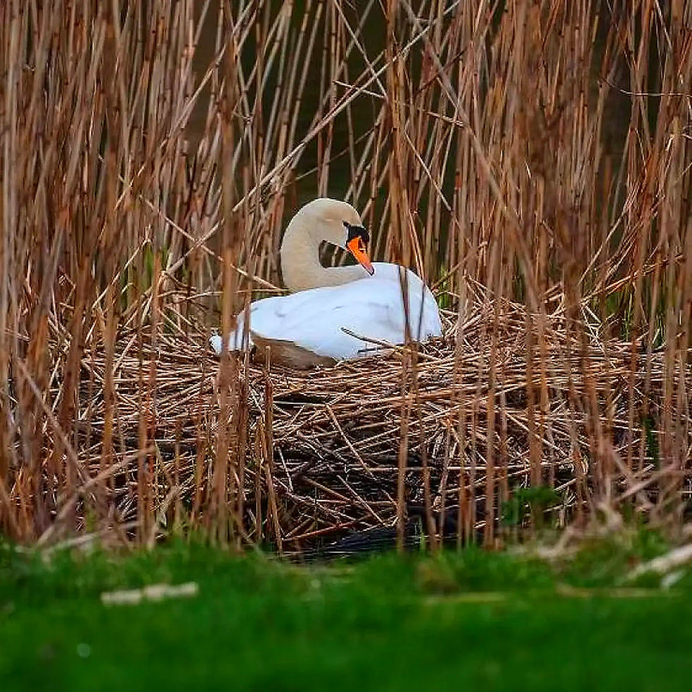Höckerschwan (Cygnus olor) – Europas größter heimischer Wasservogel sitzt im Nest aus Schilfgras.