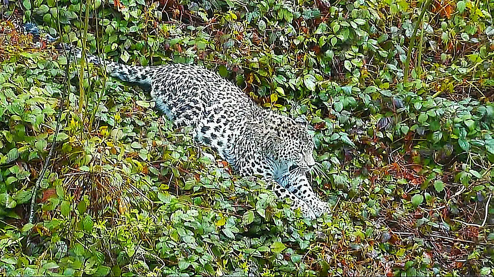 Ein springender Persischer Leopard (Panthera pardus saxicolor) durch Waldlandschaft mit Blättern