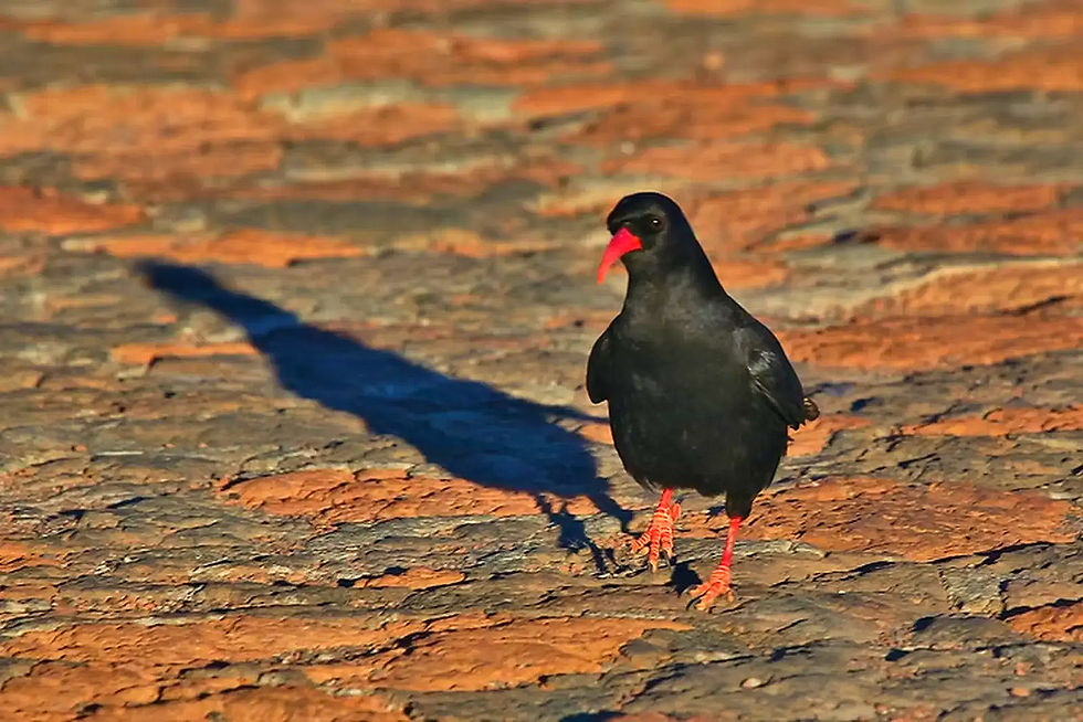 Schwarzer Vogel mit rotem Schnabel steht auf rotem Boden, Die Alpenkrähe (Pyrrhocorax pyrrhocorax)