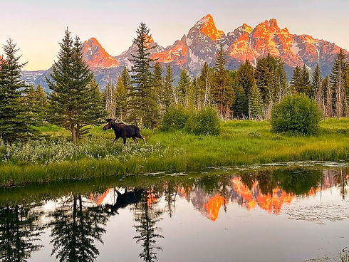 Elch steht im Gras vor See und majestätischen Bergen bei Sonnenuntergang.