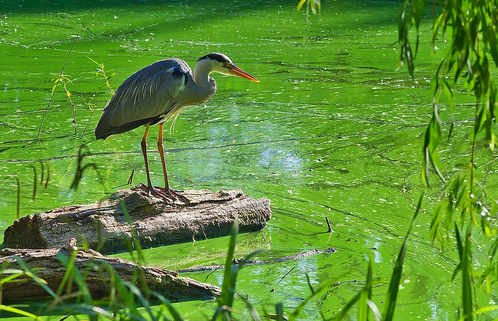 Ein Graureiher fliegt am Strand entlang, im Hintergrund ein Wasserflugzeug. Der Graureiher