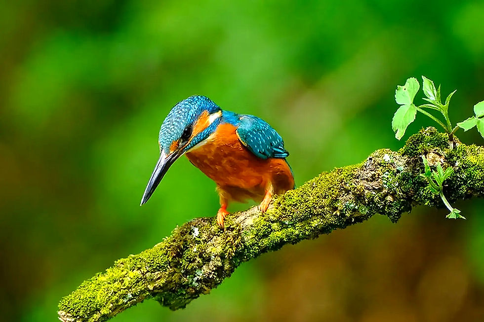 Eisvogel auf ein Ast mit Moos bewachsen