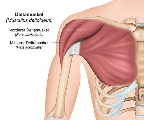 Illustration Deltamuskel