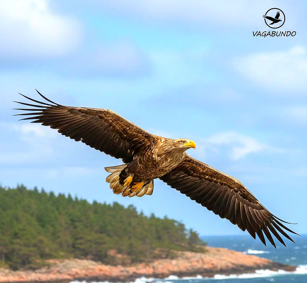 Großer Seeadler fliegt, VAGABUNDO Logo, über grüne Küste am Meer.